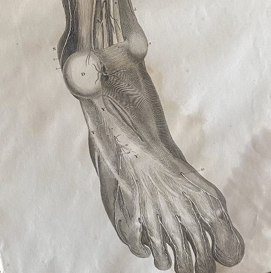 Lower Leg 4 - Lizars 1824 'System of Anatomical Plates'