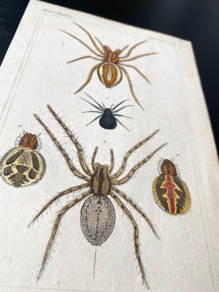 c.1831 Hand-Coloured Spider Lithographs (Set 1) - Houselore