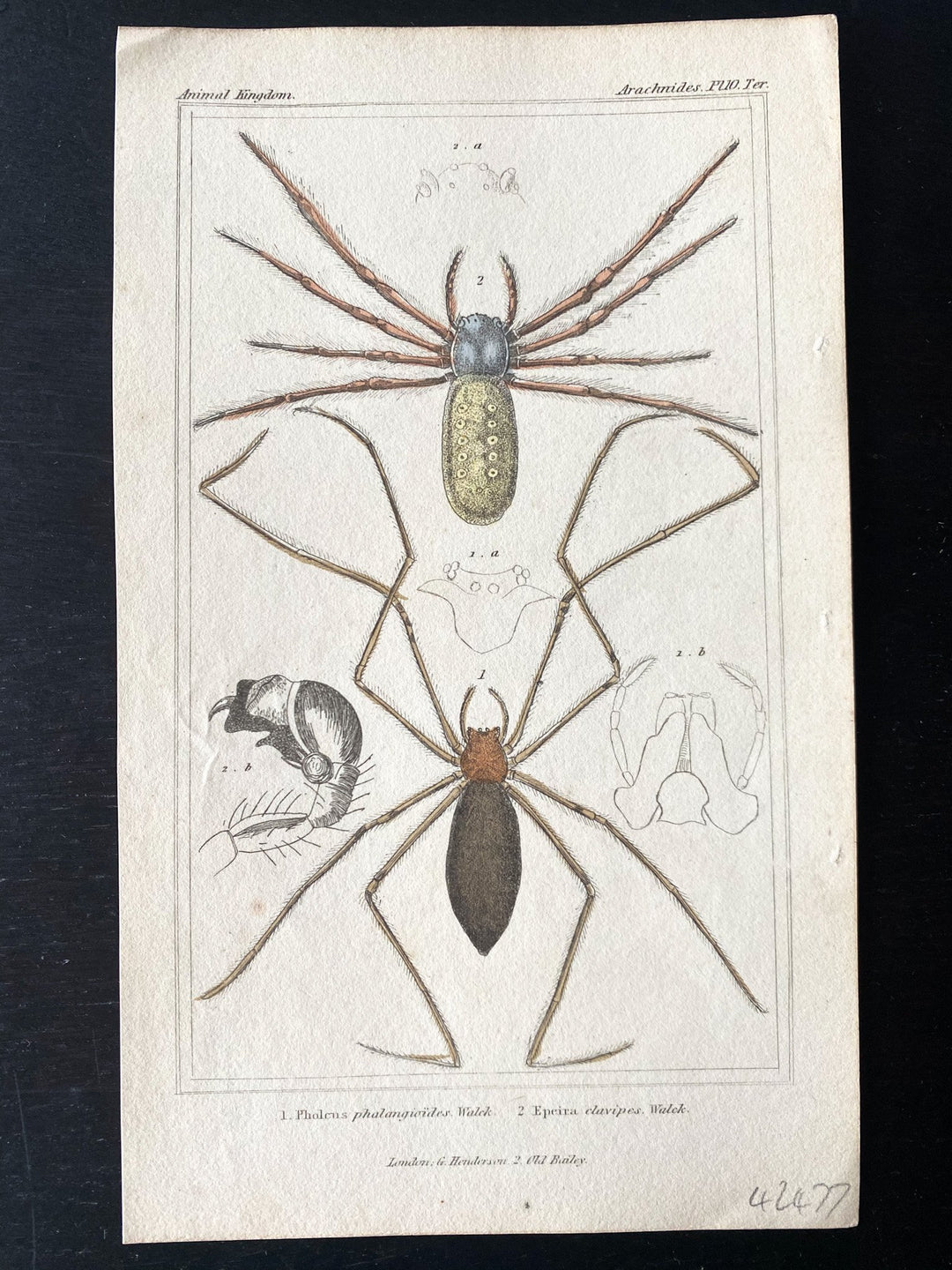 c.1831 Hand-Coloured Spider Lithographs (Set 1) - Houselore