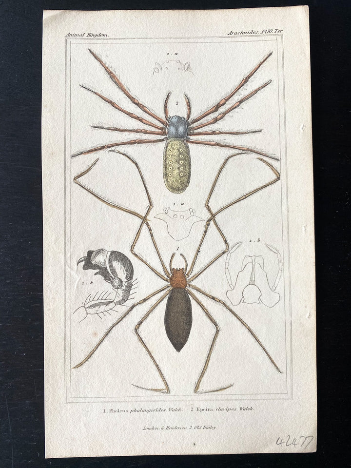 c.1831 Hand-Coloured Spider Lithographs (Set 1) - Houselore