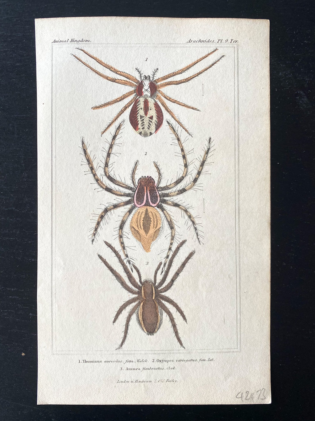 c.1831 Hand-Coloured Spider Lithographs (Set 1) - Houselore