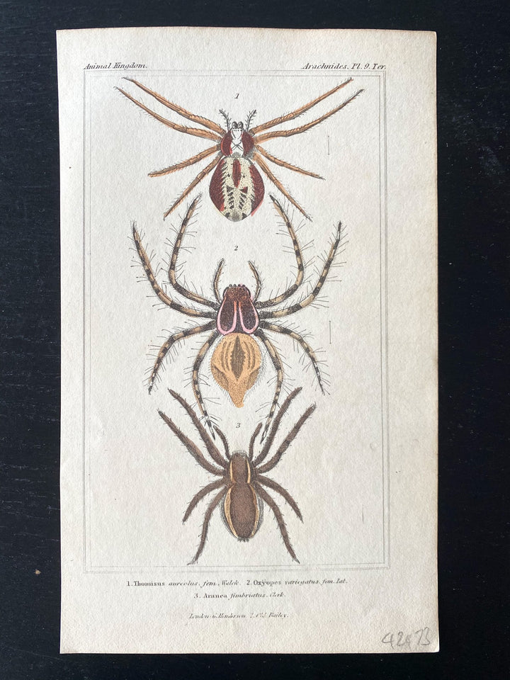 c.1831 Hand-Coloured Spider Lithographs (Set 1) - Houselore