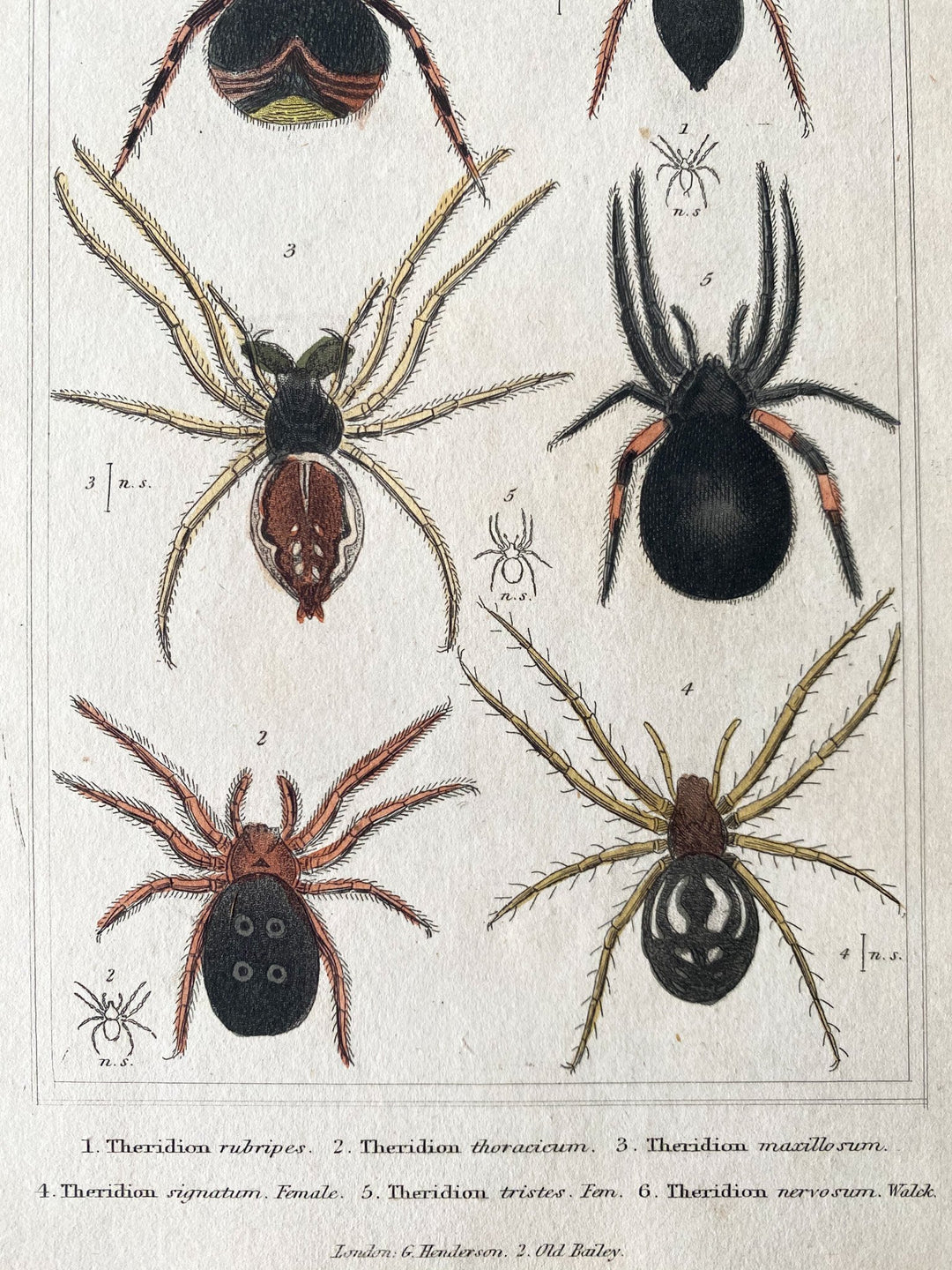c.1831 Hand-Coloured Spider Lithographs (Set 1) - Houselore