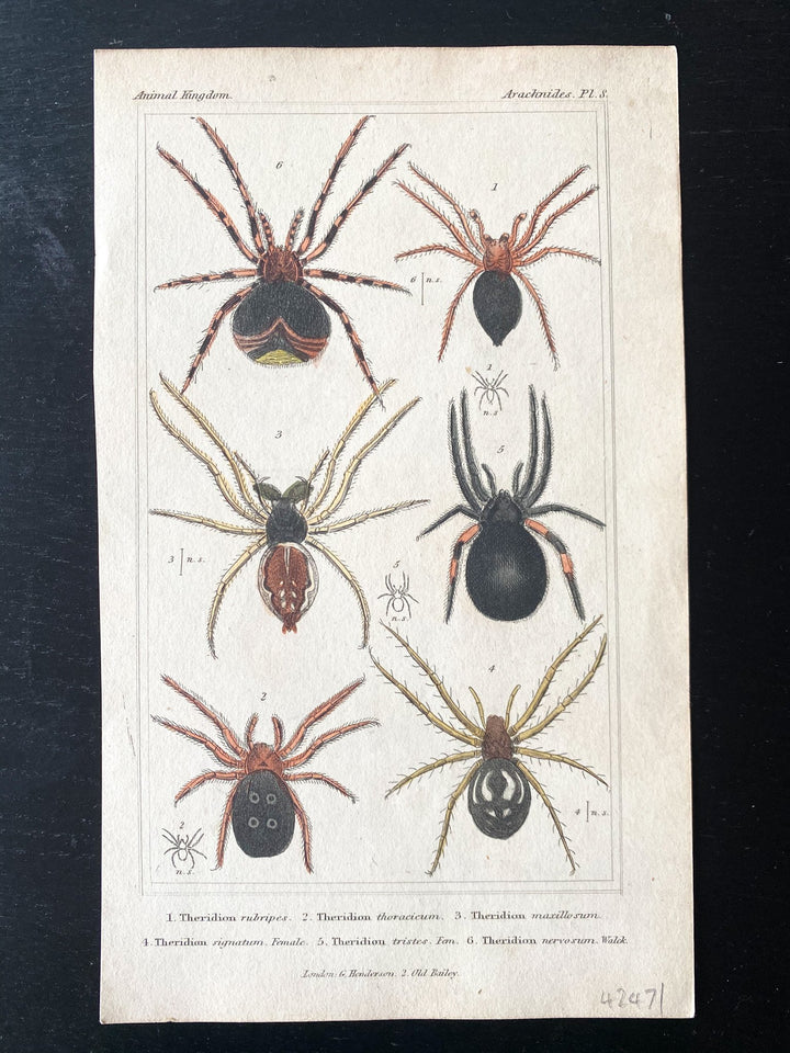 c.1831 Hand-Coloured Spider Lithographs (Set 1) - Houselore