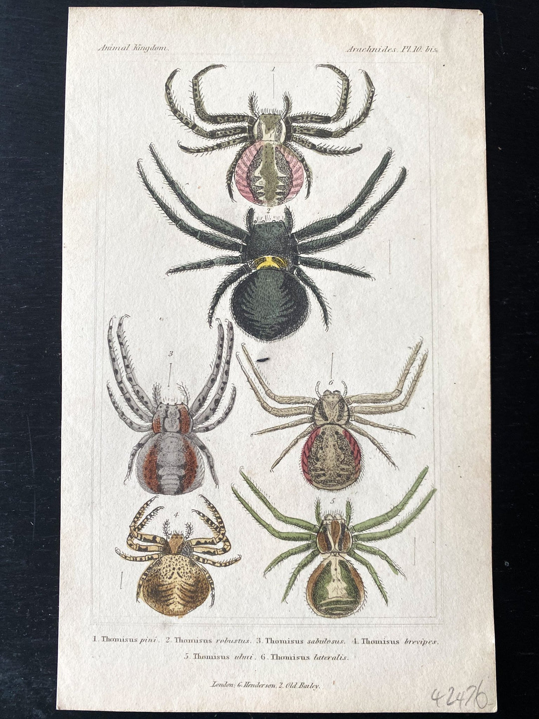 c.1837 Hand-Coloured Spider Lithographs (Set 3) - Houselore