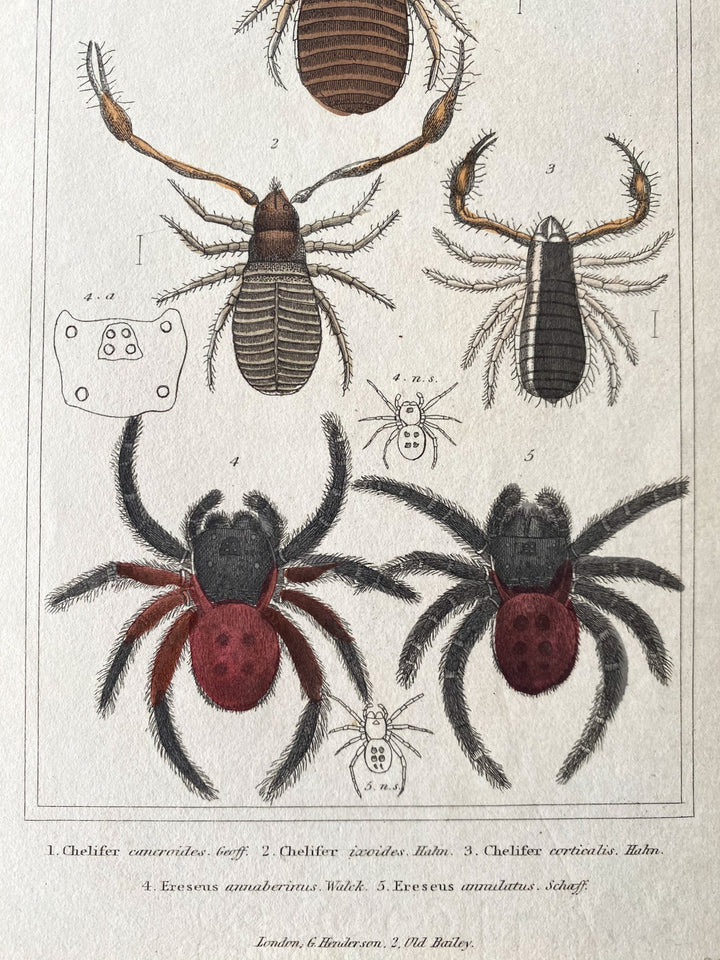 c.1837 Hand-Coloured Spider Lithographs (Set 3) - Houselore