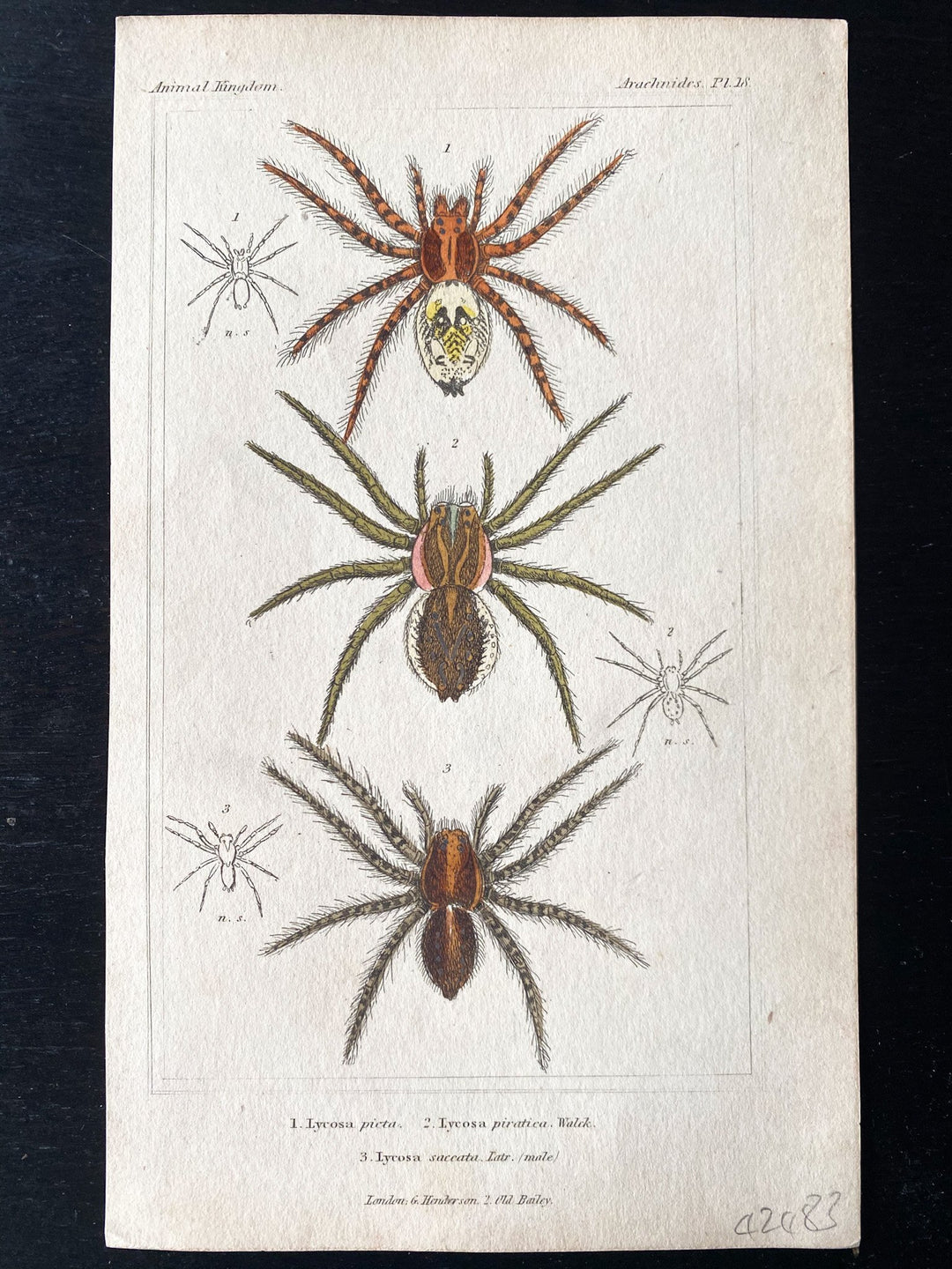c.1837 Hand-Coloured Spider Lithographs (Set 3) - Houselore