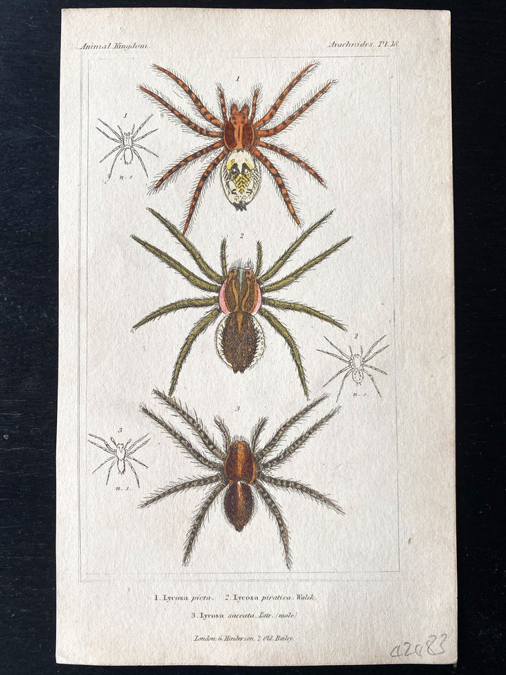 c.1837 Hand-Coloured Spider Lithographs (Set 3) - Houselore