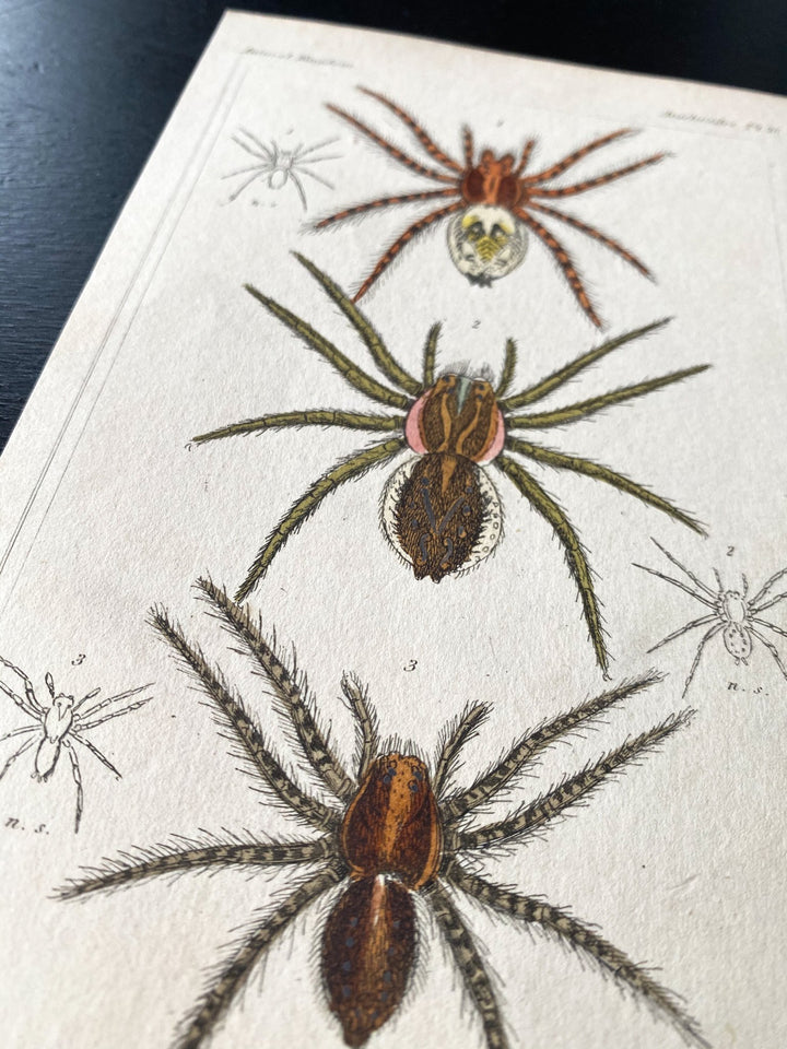c.1837 Hand-Coloured Spider Lithographs (Set 3) - Houselore