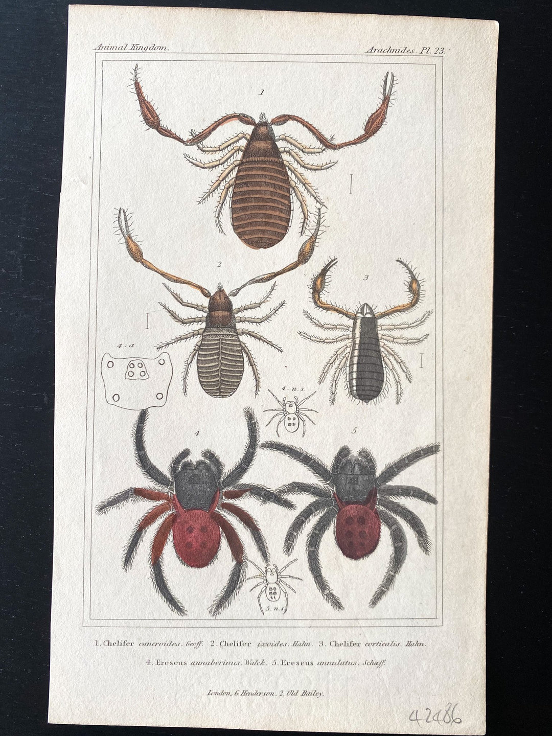 c.1837 Hand-Coloured Spider Lithographs (Set 3) - Houselore