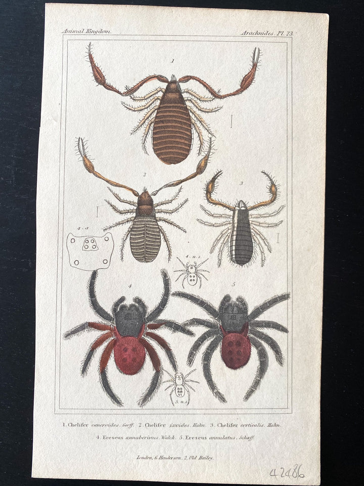 c.1837 Hand-Coloured Spider Lithographs (Set 3) - Houselore