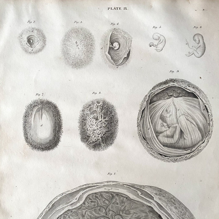 Embryo - Lizars 1824 'System of Anatomical Plates' - Houselore