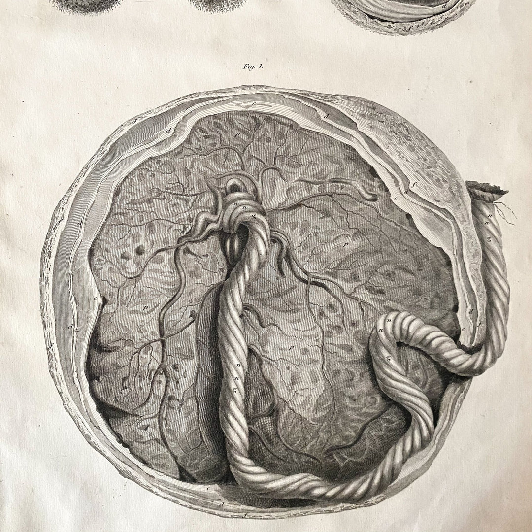 Embryo - Lizars 1824 'System of Anatomical Plates' - Houselore