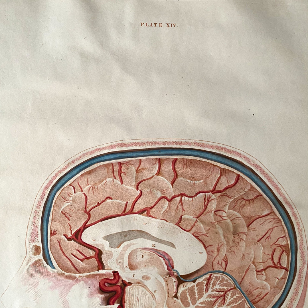 Head and Brain 2 - Lizars 1824 'System of Anatomical Plates' - Houselore