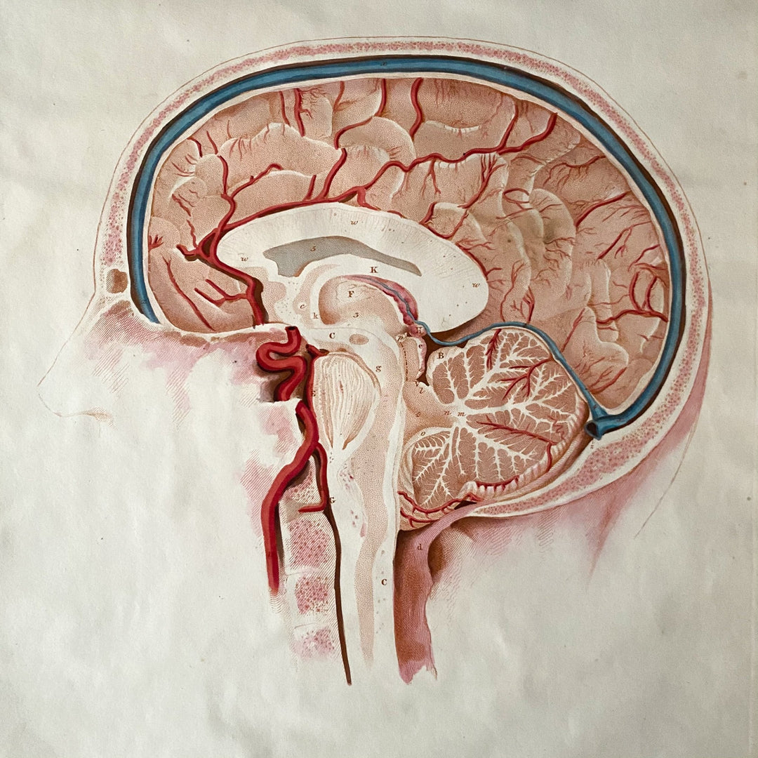 Head and Brain 2 - Lizars 1824 'System of Anatomical Plates' - Houselore