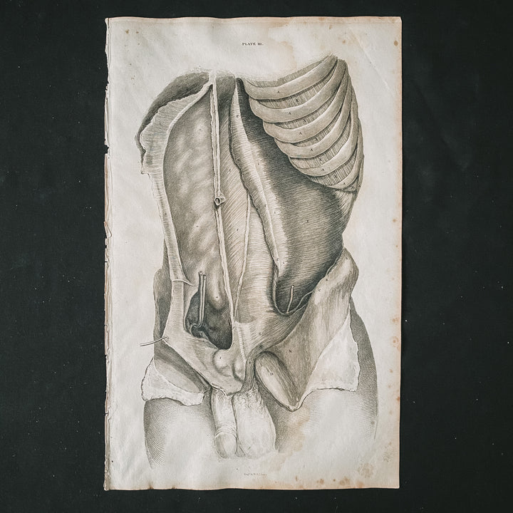 Male Lower Body 1 - Lizars 1824 'System of Anatomical Plates'