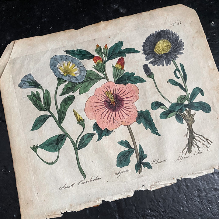 Hand Coloured Floral Plate 2 from Culpeper's Complete Herbal