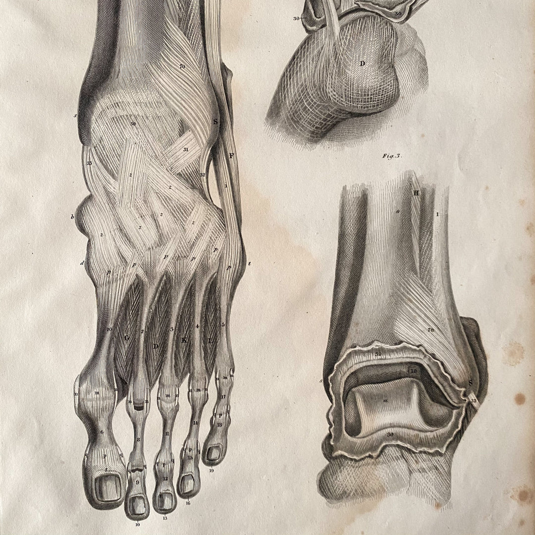 Der Fuß 1 - Lizars 1824 'System der anatomischen Platten'