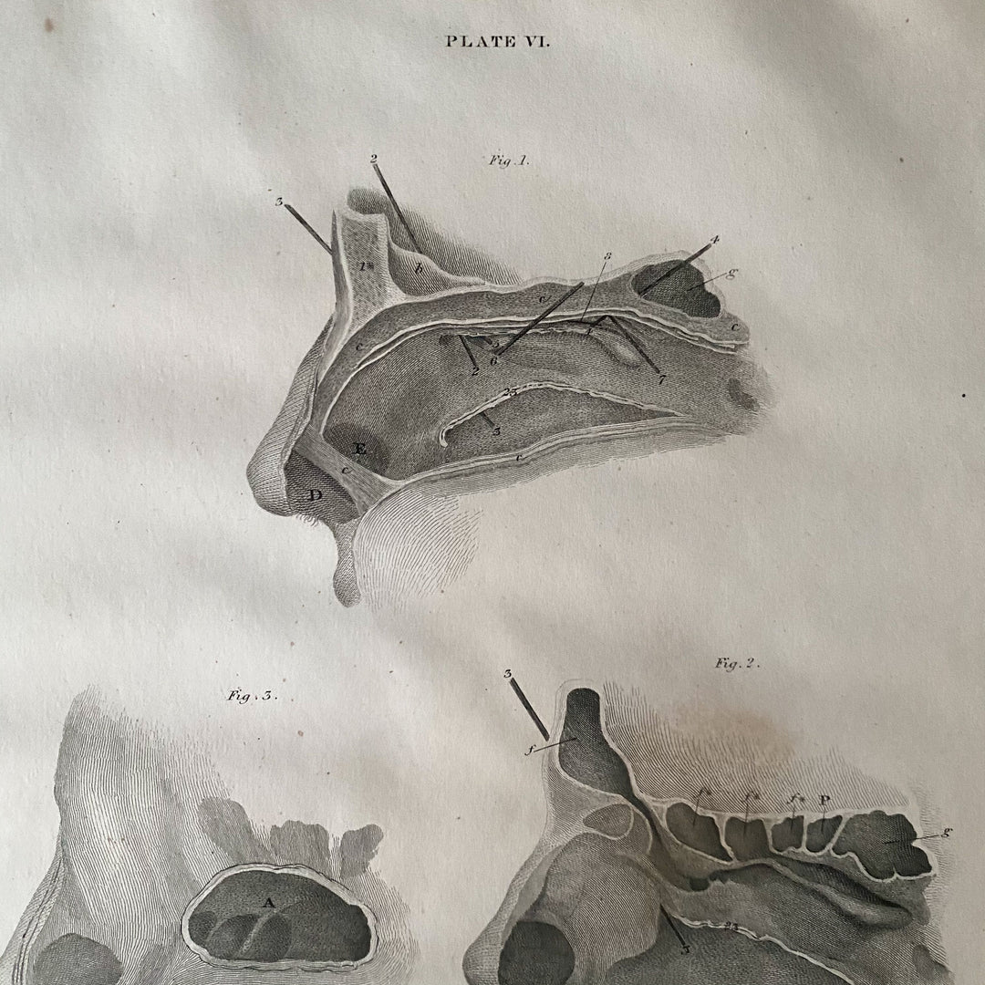 Le Nez - Lizars 1824 'Système de Plaques Anatomiques'