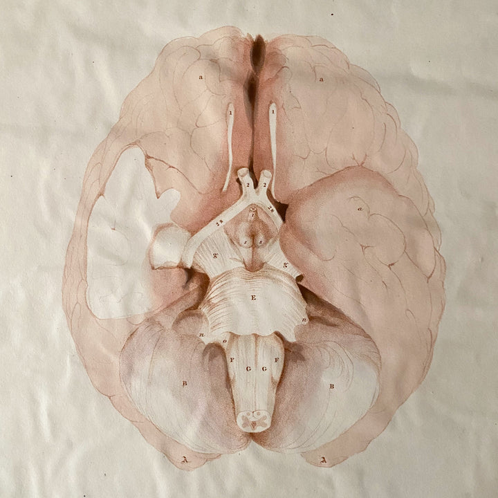 The Brain 9 - Lizars 1824 'System of Anatomical Plates'