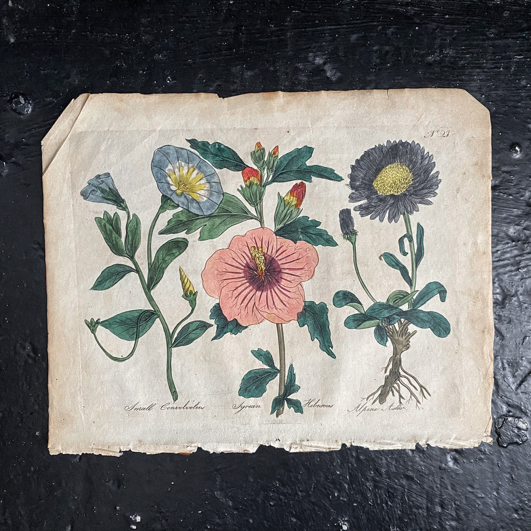 Hand Coloured Floral Plate 2 from Culpeper's Complete Herbal