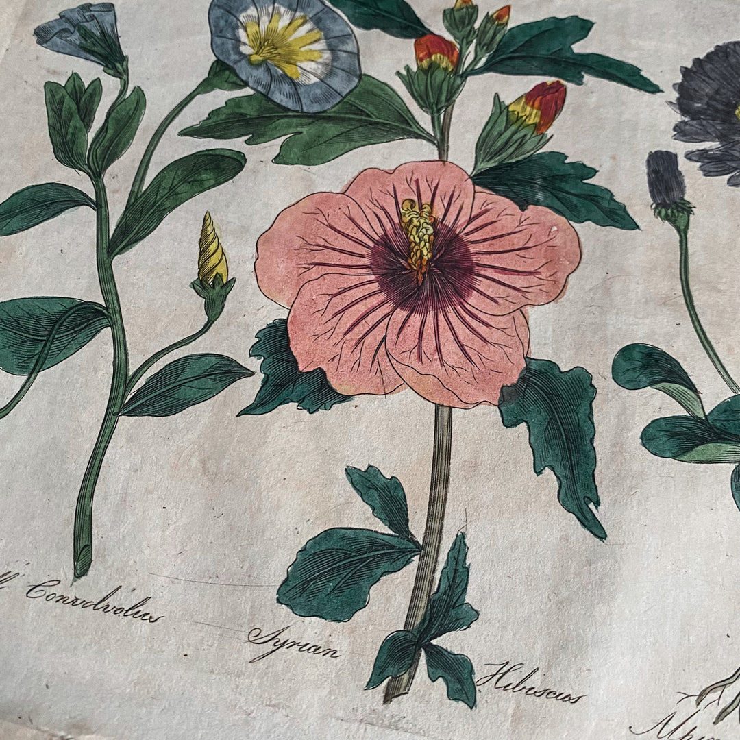 Hand Coloured Floral Plate 2 from Culpeper's Complete Herbal