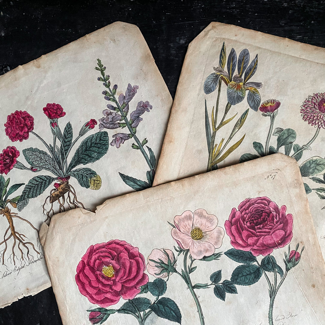 Hand Coloured Floral Plate 2 from Culpeper's Complete Herbal