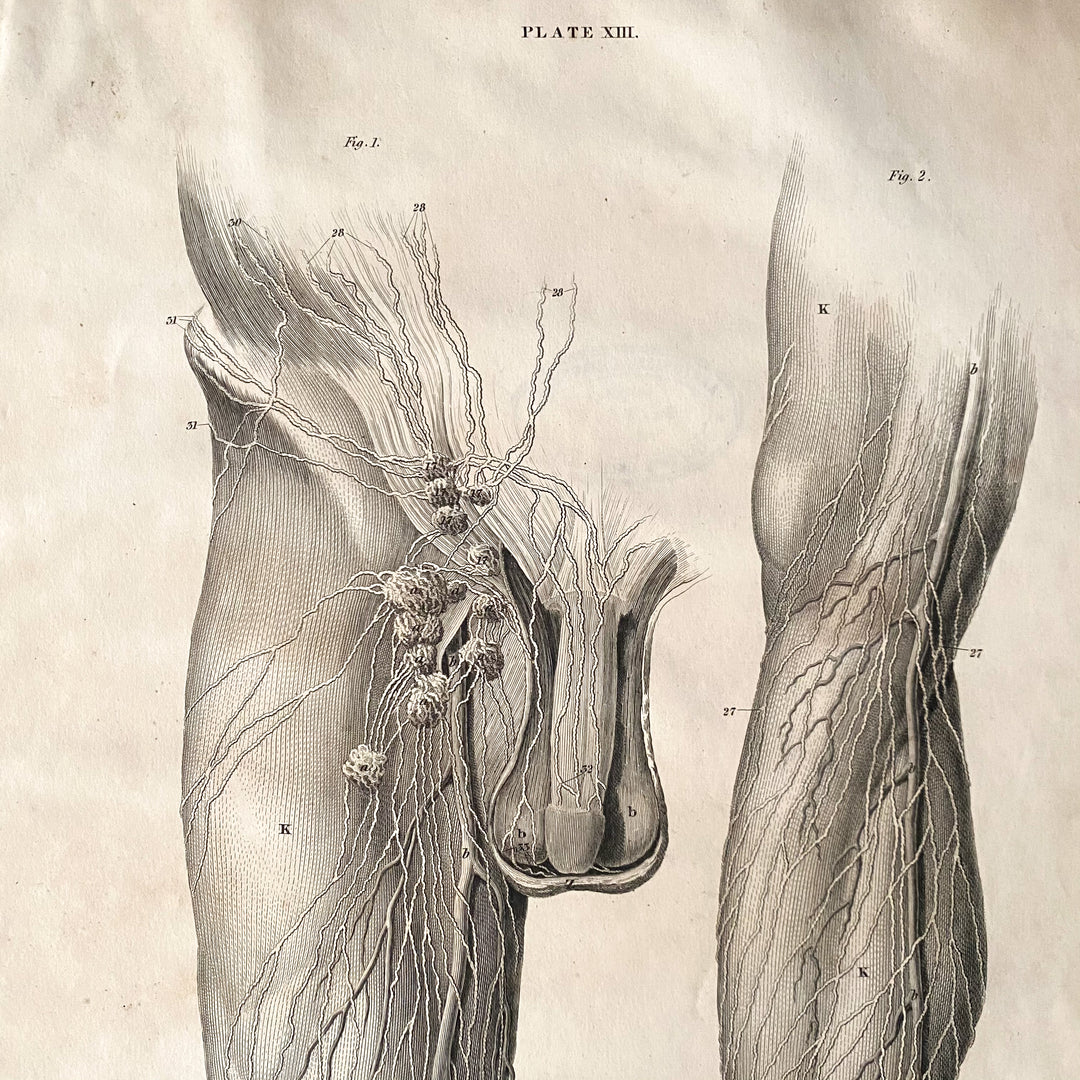 Bein und Leiste 1 - Lizars 1824 'System der anatomischen Platten'