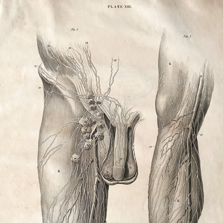 Bein und Leiste 1 - Lizars 1824 'System der anatomischen Platten'