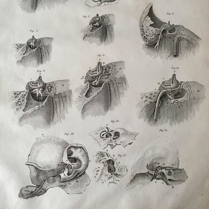 The Ear Canal - Lizars 1824 'System of Anatomical Plates'