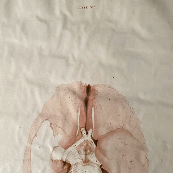 The Brain 9 - Lizars 1824 'System of Anatomical Plates'