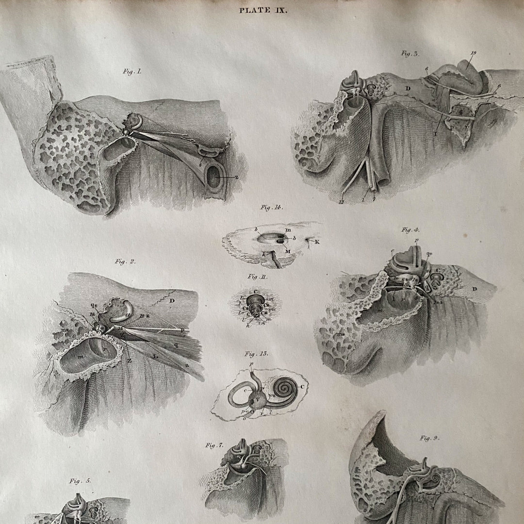 The Ear Canal - Lizars 1824 'System of Anatomical Plates'