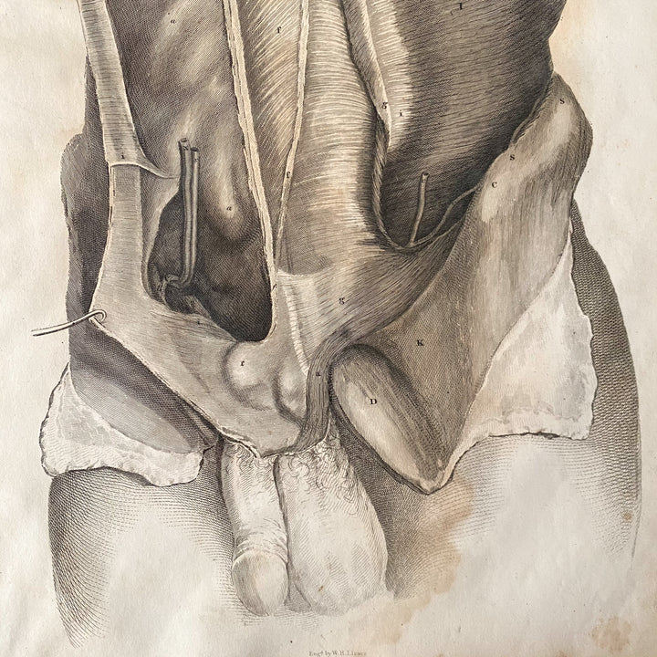 Male Lower Body 1 - Lizars 1824 'System of Anatomical Plates'