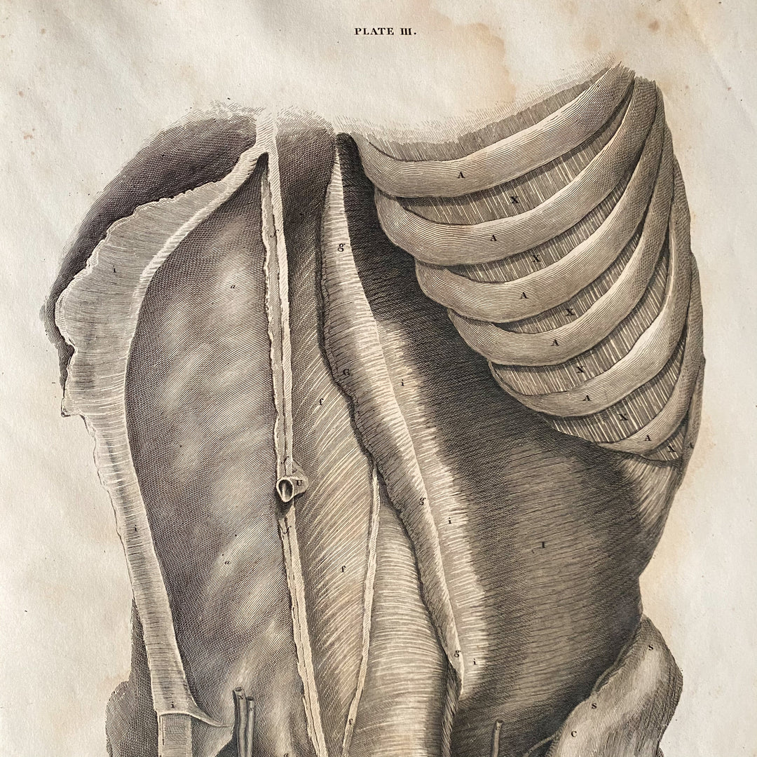 Male Lower Body 1 - Lizars 1824 'System of Anatomical Plates'