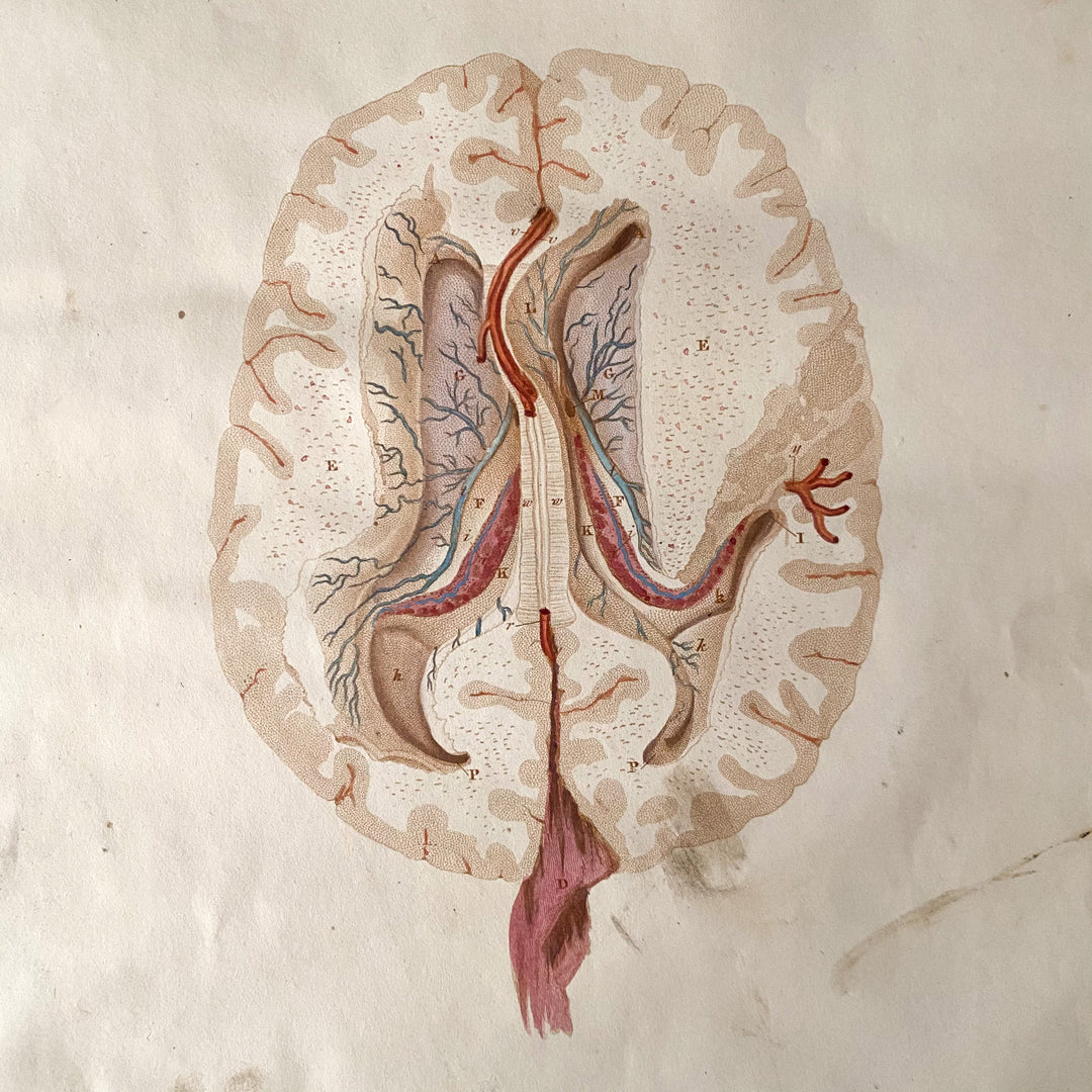 Le Cerveau 1 - Lizars 1824 'Système de Plaques Anatomiques'