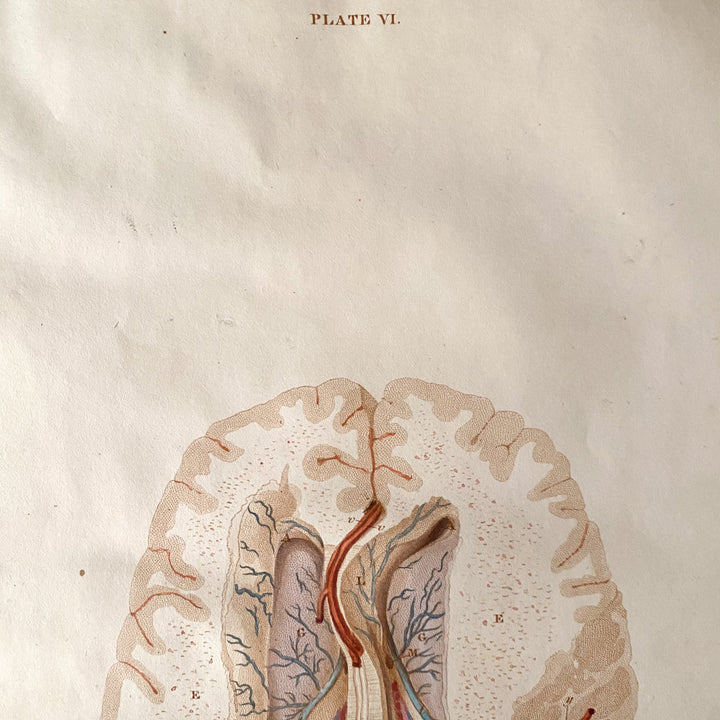 Le Cerveau 1 - Lizars 1824 'Système de Plaques Anatomiques'