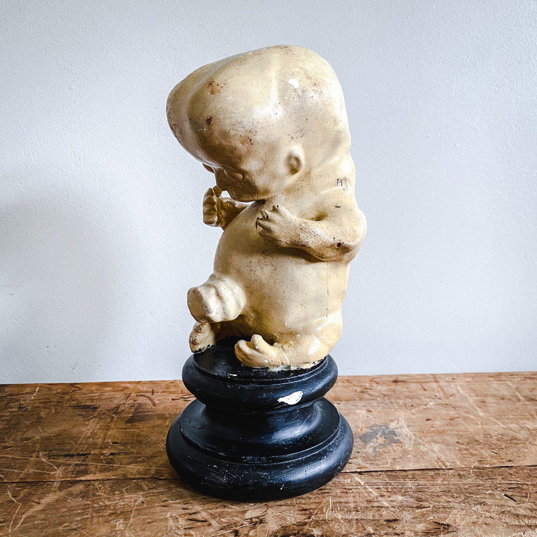 Model of a Fetus - Houselore