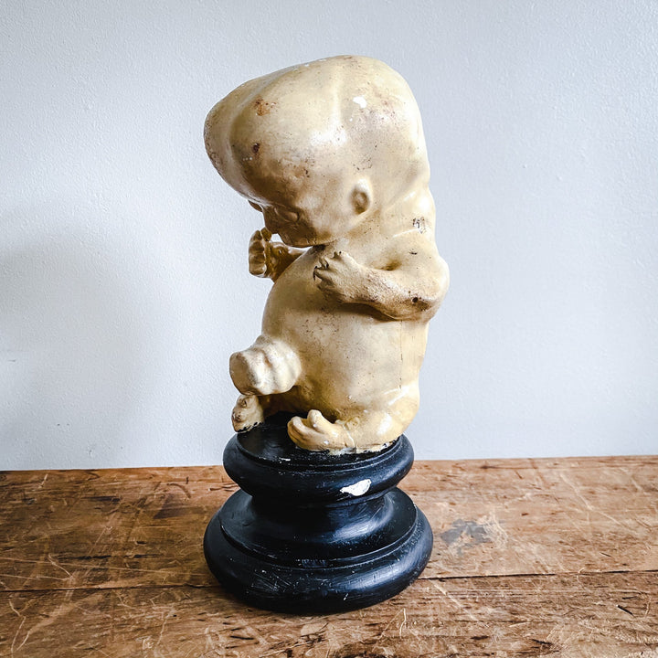 Model of a Fetus - Houselore