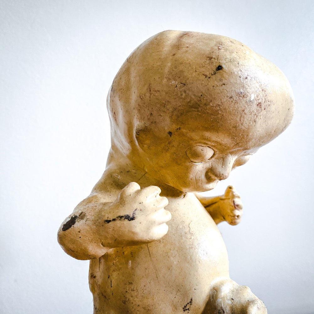 Model of a Fetus - Houselore