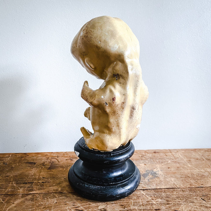 Model of a Fetus - Houselore