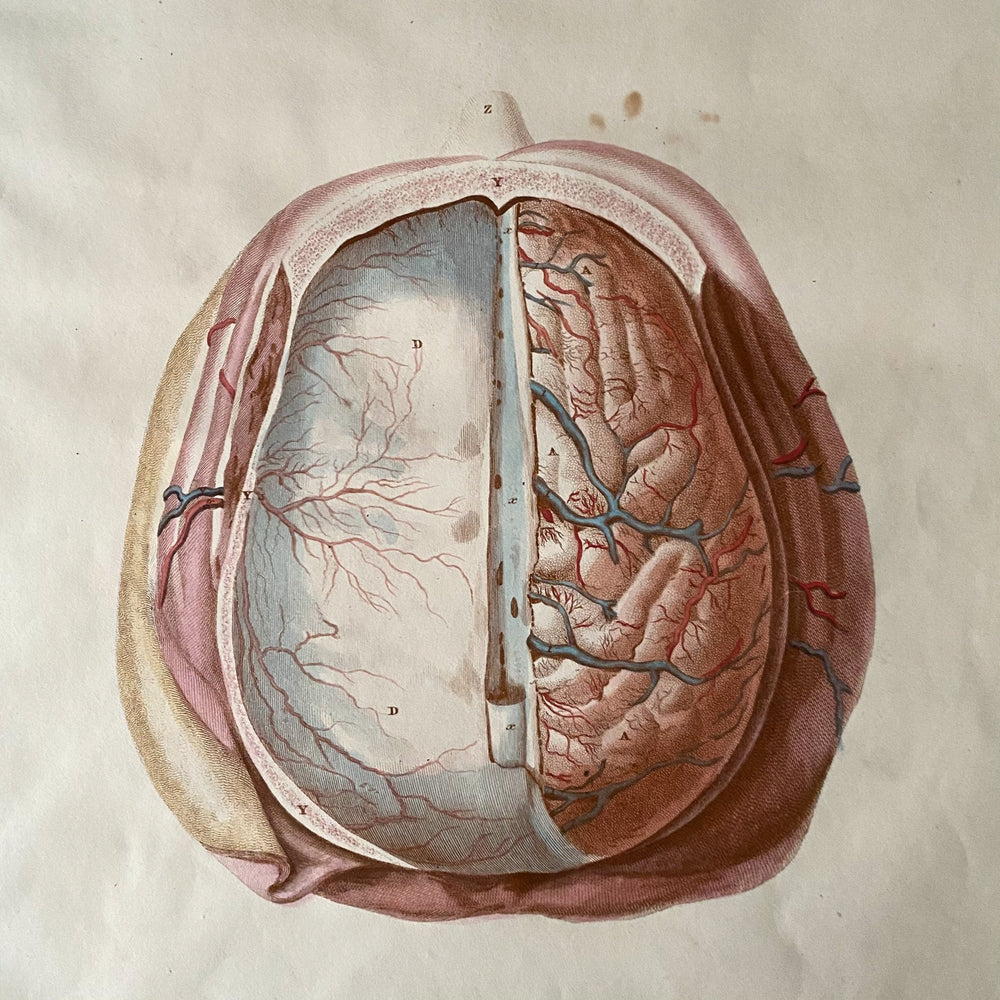 The Brain 5 - Lizars 1824 'System of Anatomical Plates' - Houselore