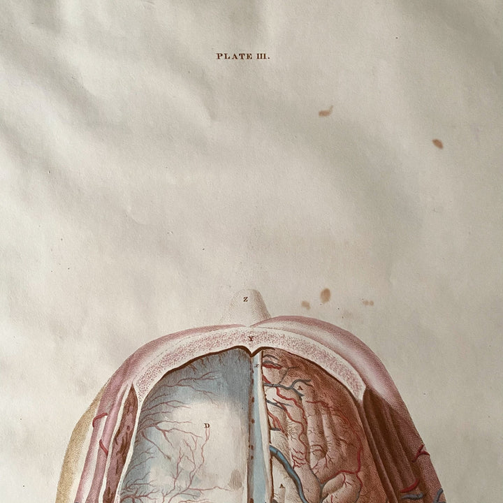 The Brain 5 - Lizars 1824 'System of Anatomical Plates' - Houselore