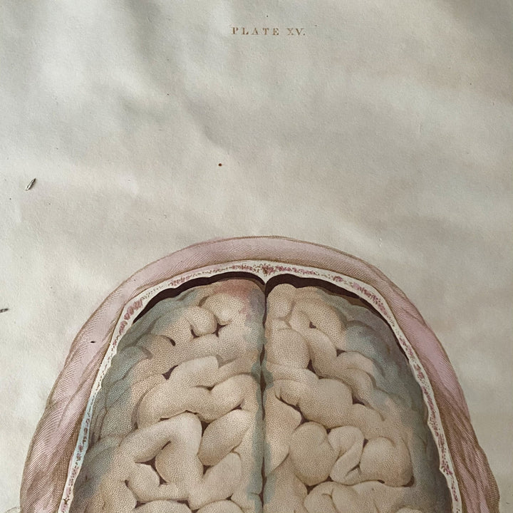 The Brain 8 - Lizars 1824 'System of Anatomical Plates' - Houselore