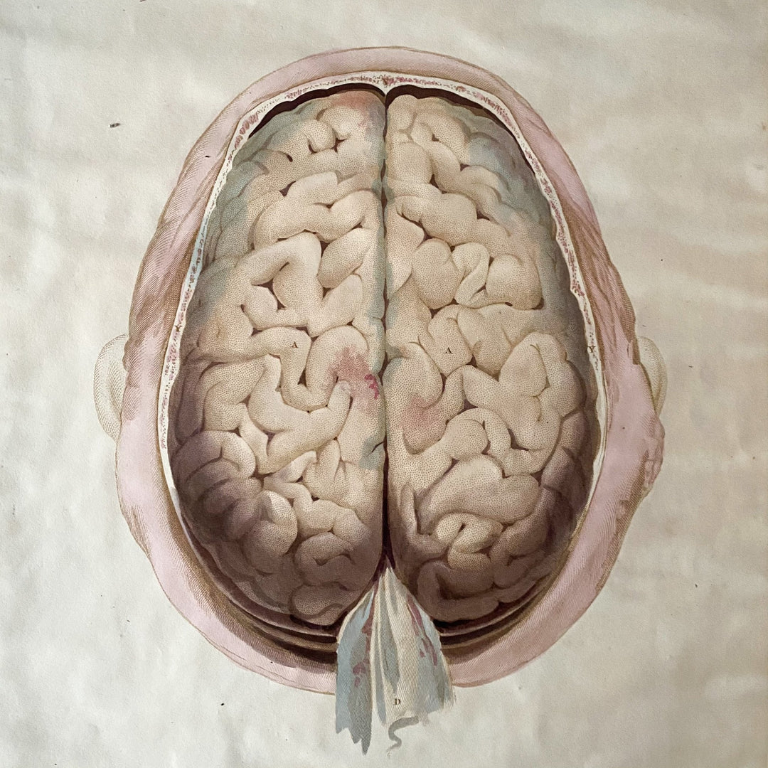 The Brain 8 - Lizars 1824 'System of Anatomical Plates' - Houselore