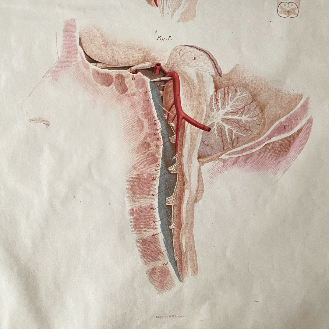 The Brain Stem - Lizars 1824 'System of Anatomical Plates' - Houselore