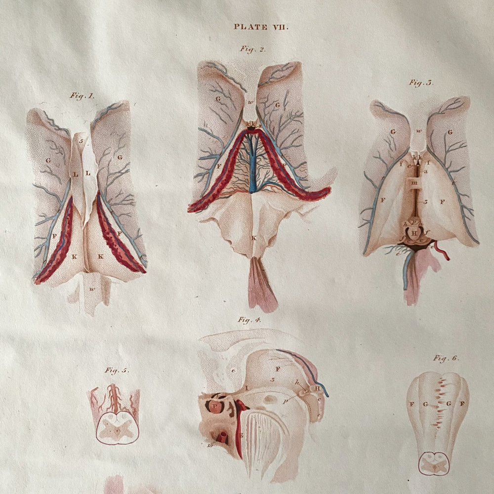 The Brain Stem - Lizars 1824 'System of Anatomical Plates' - Houselore