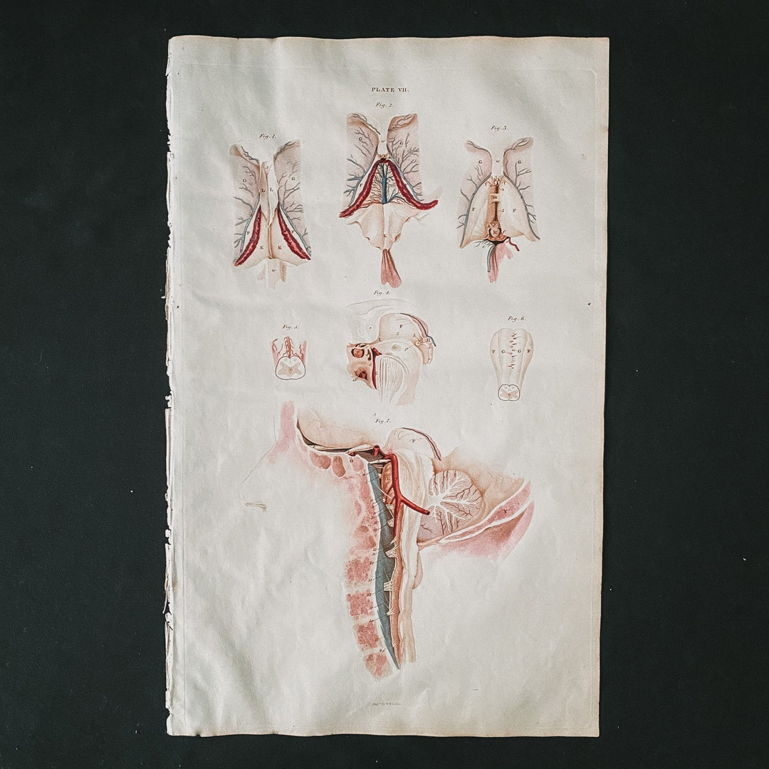 The Brain Stem - Lizars 1824 'System of Anatomical Plates' - Houselore