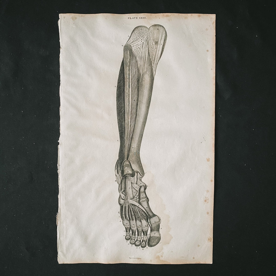 The Foot 2 - Lizars 1824 'System of Anatomical Plates' - Houselore