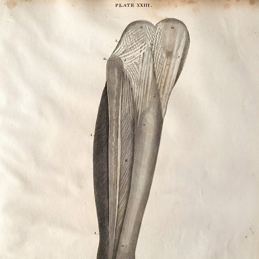 The Foot 2 - Lizars 1824 'System of Anatomical Plates' - Houselore