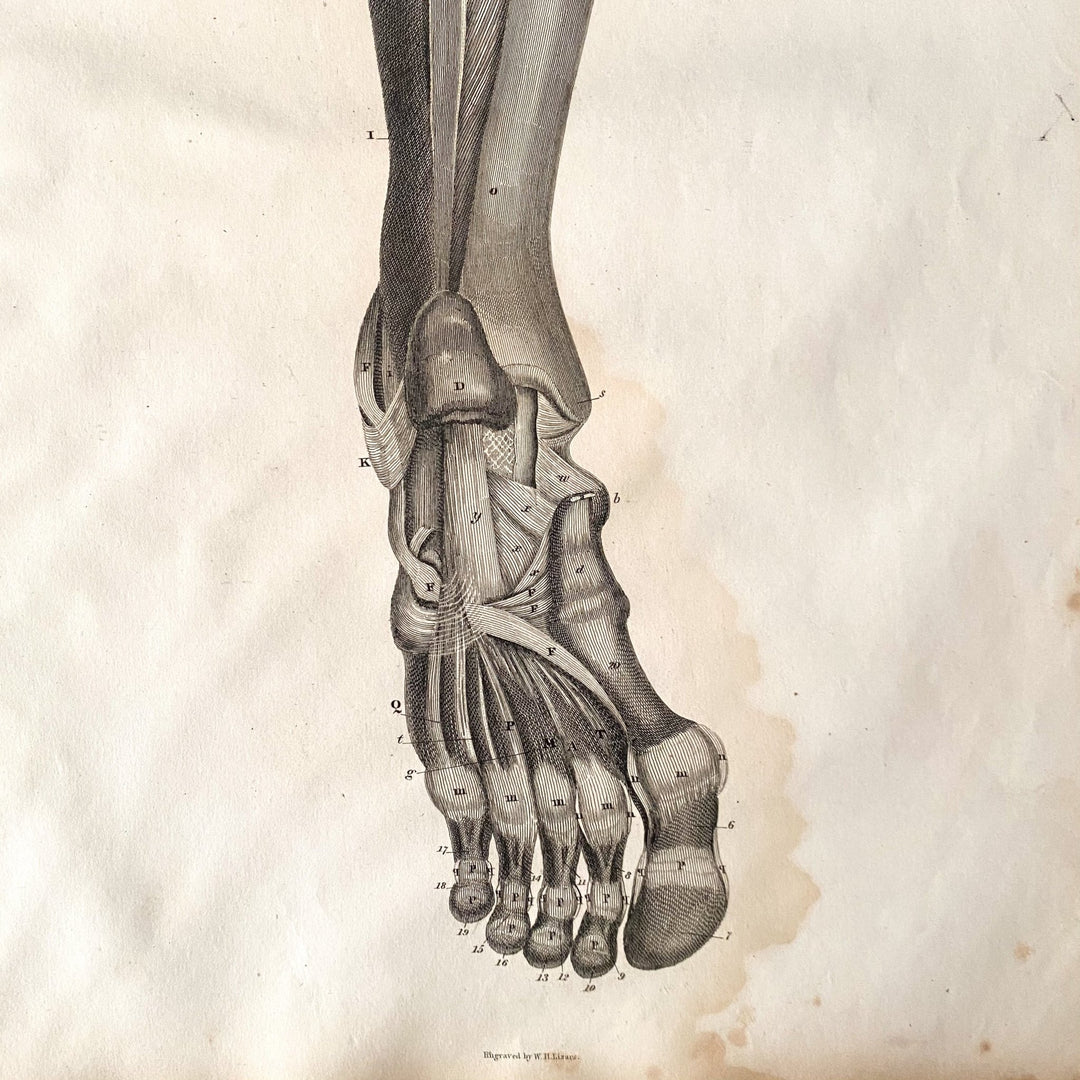 The Foot 2 - Lizars 1824 'System of Anatomical Plates' - Houselore